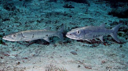 TWO OF MY GOOD FRIENDS - This photo was taken on my recen... by Steven Anderson 